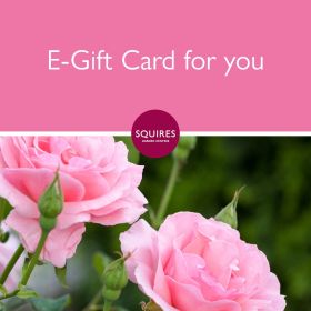 Squire's E-Gift Card - Rose